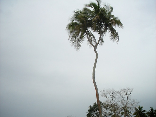 Tonga 3 Headed Tree.JPG (124762 bytes)